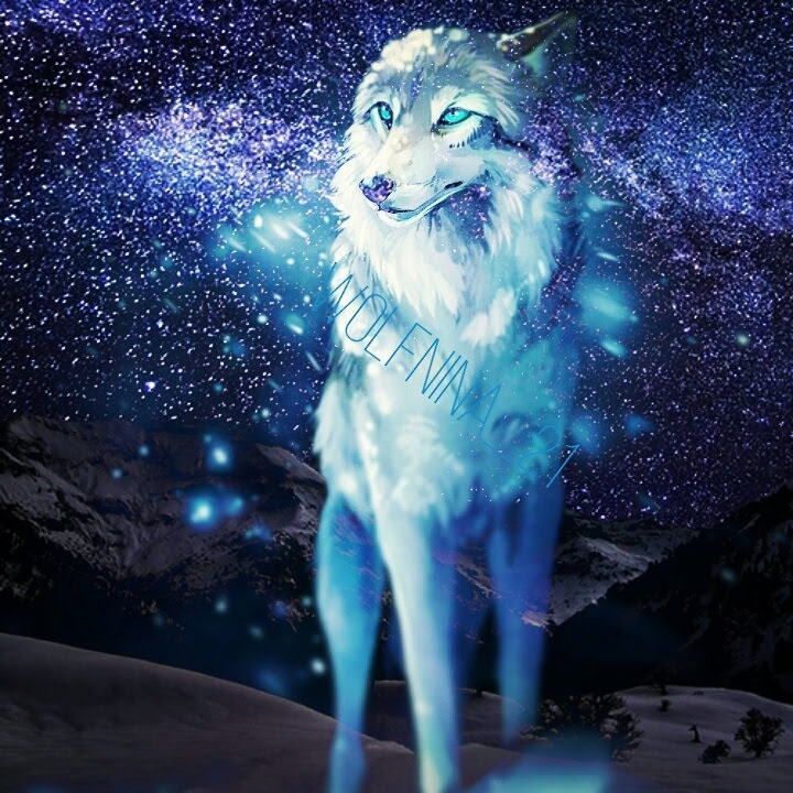 Wolf in the snow
