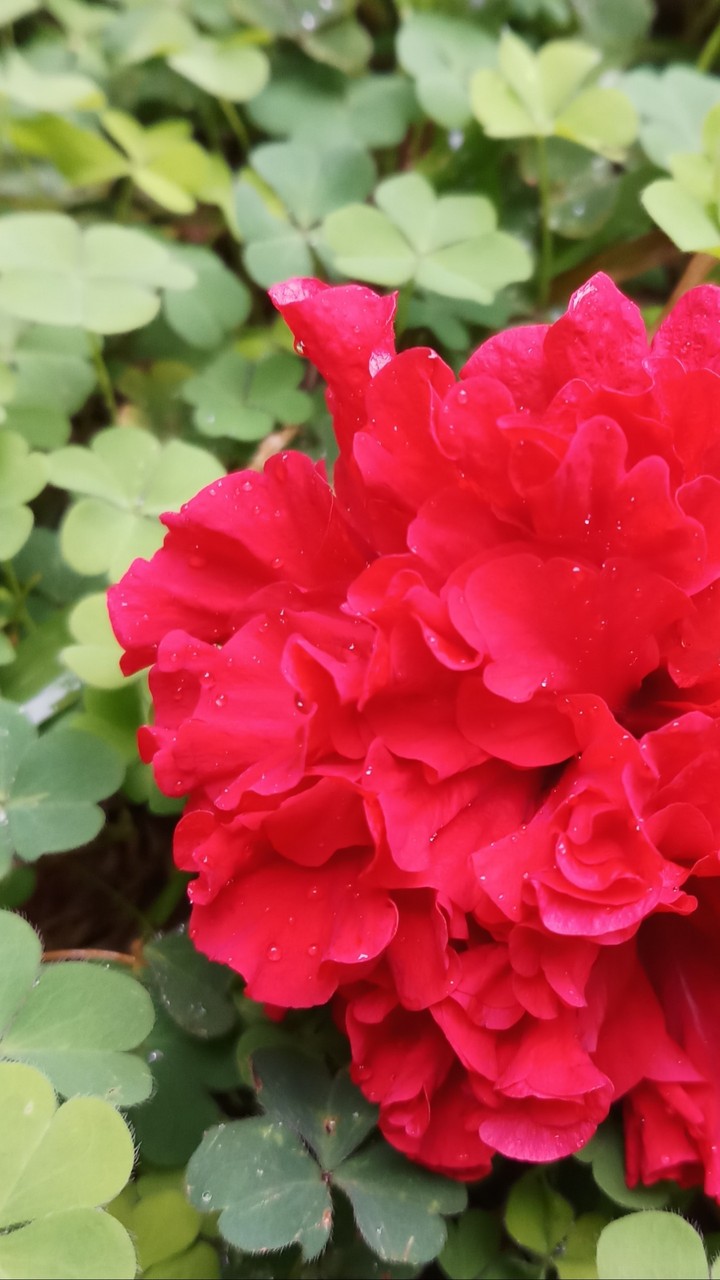 Red beauty