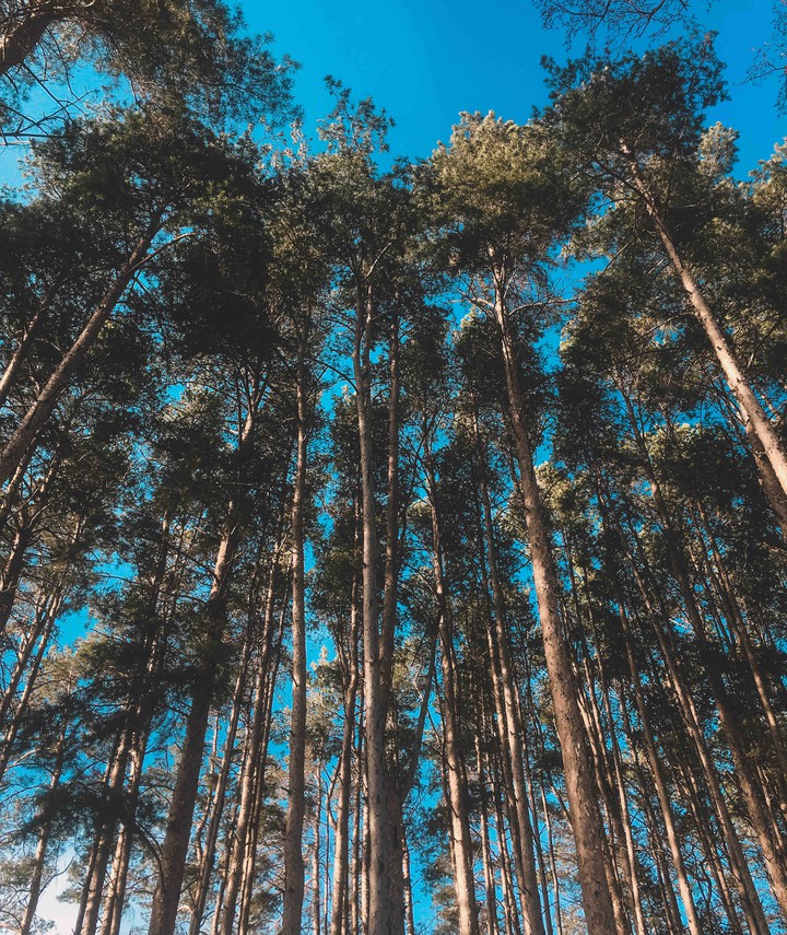 Sunny forest