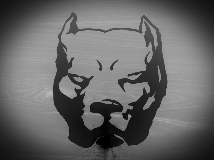pitbull