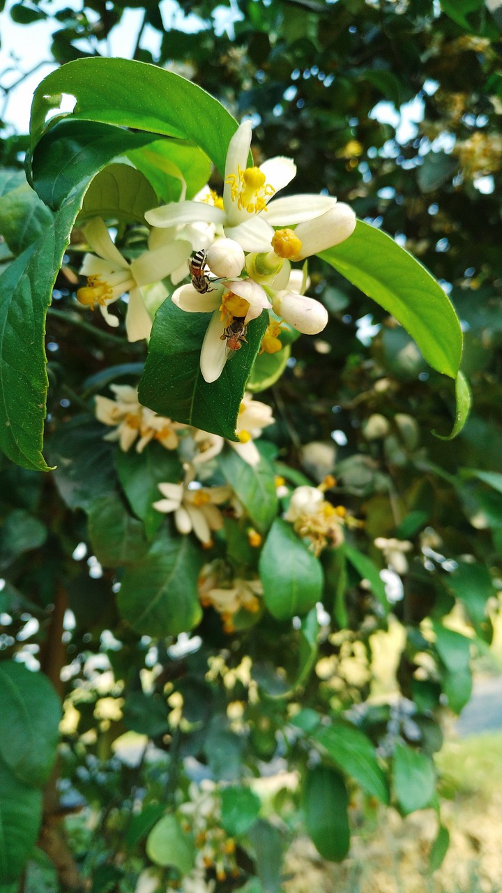 flowers