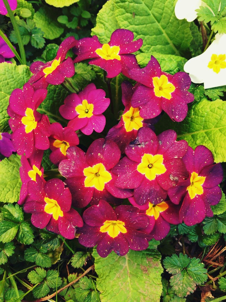 flowers