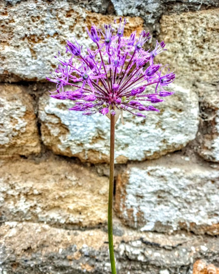 flowers on stone