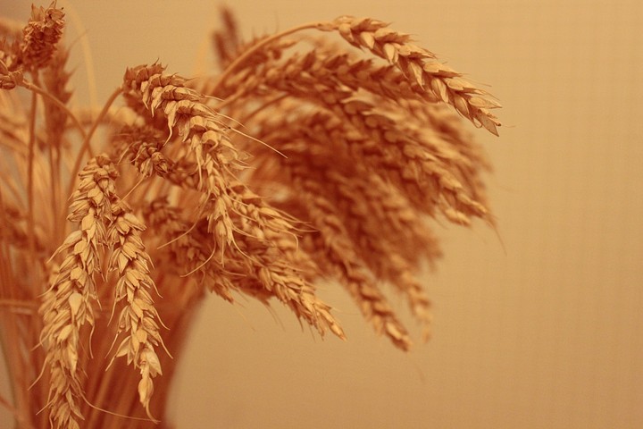 Wheat