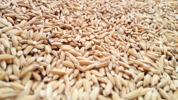 seeds