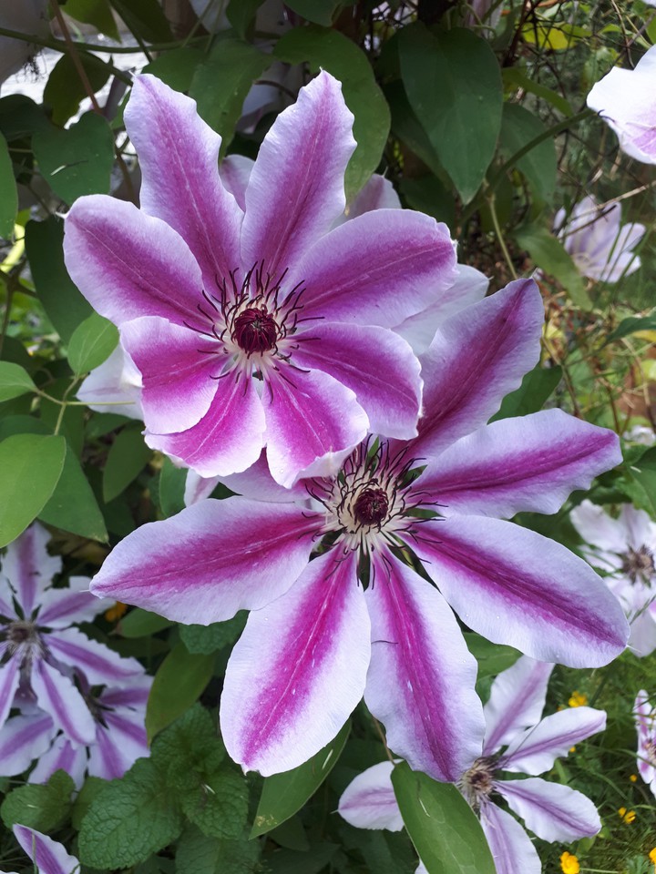 Clematis