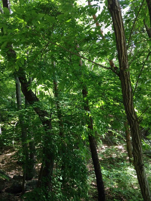 trees