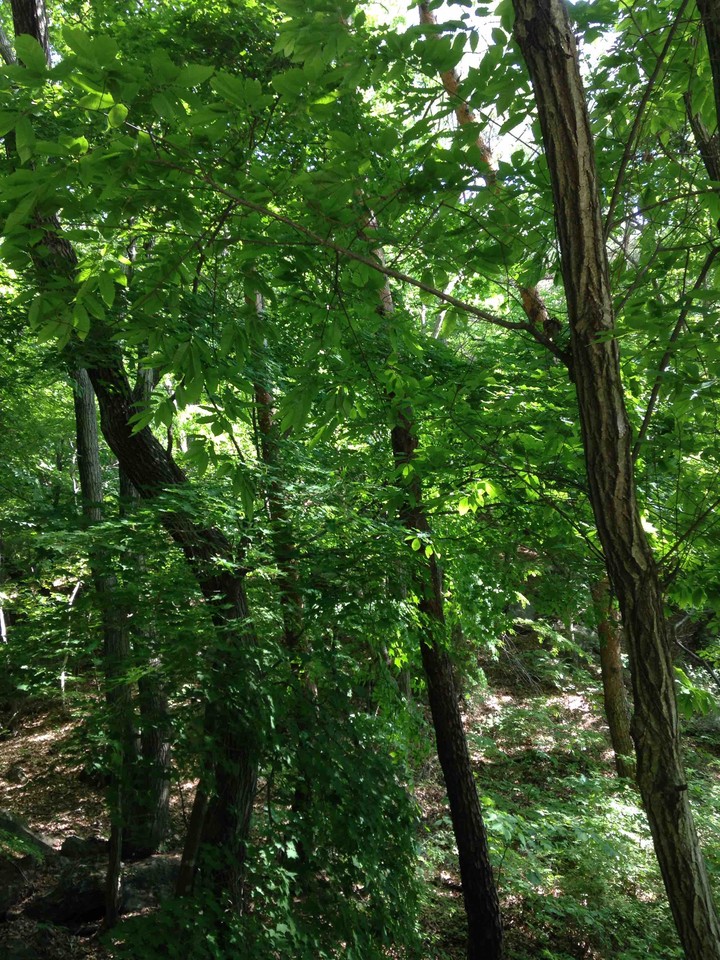 trees