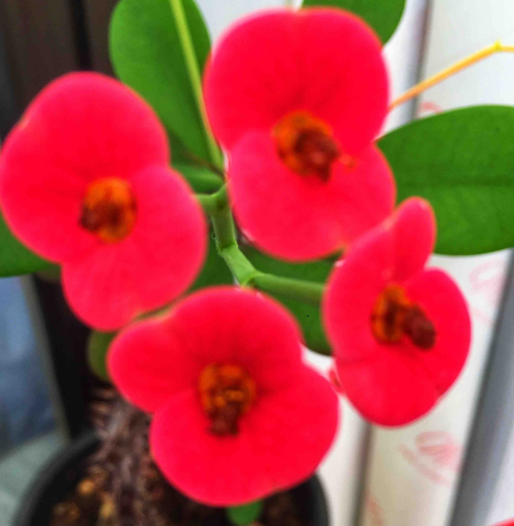 pink