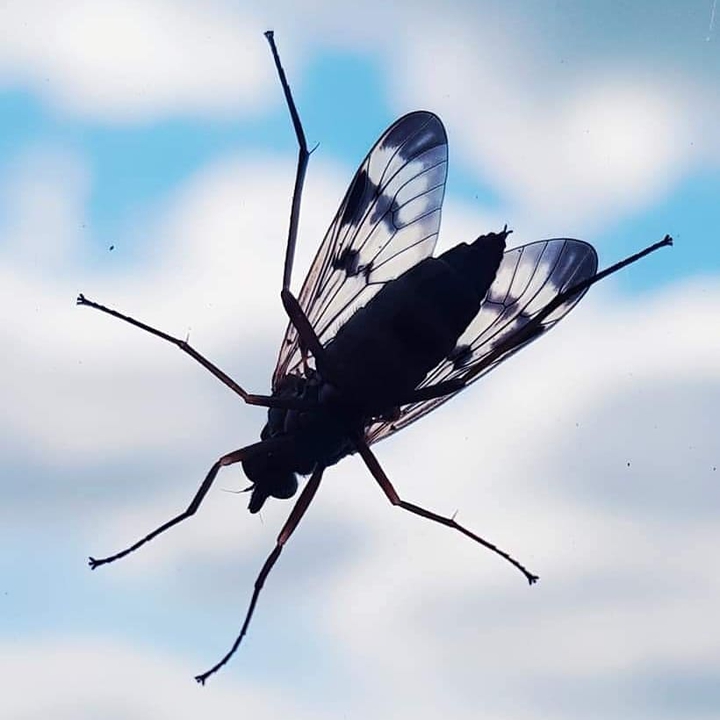 fly on window
