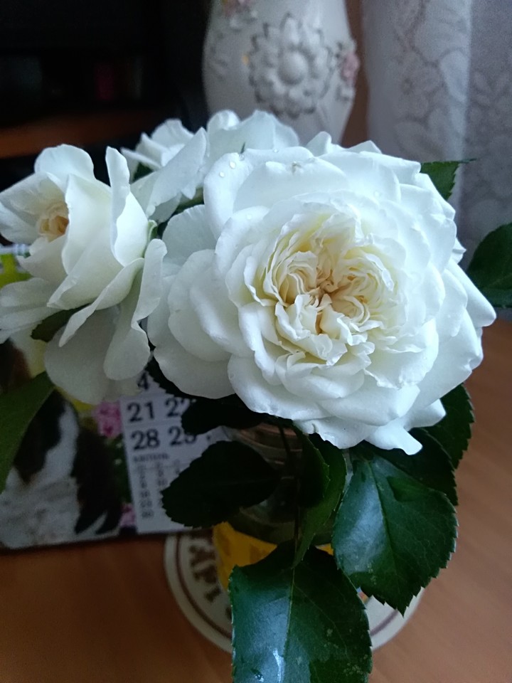 ах, эти белые розы