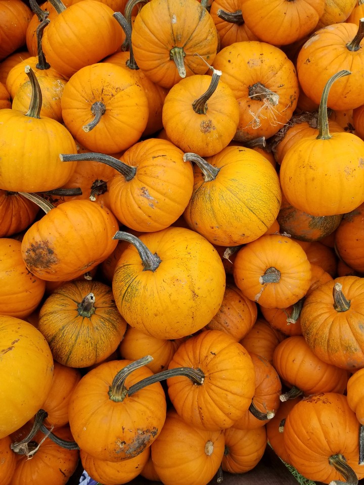 Pumpkinpatch