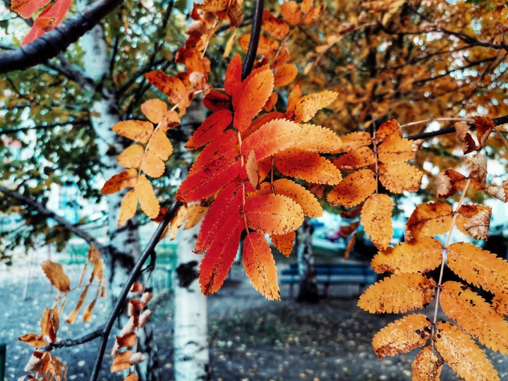 Autumn