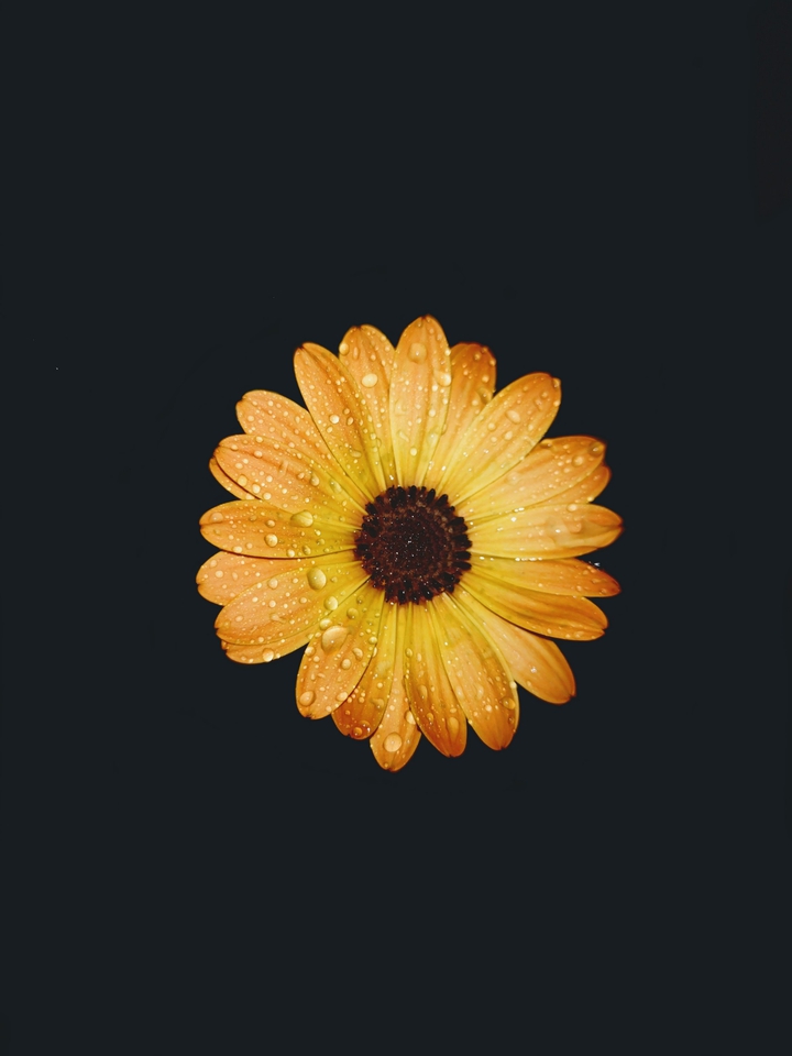 #flower#drop#