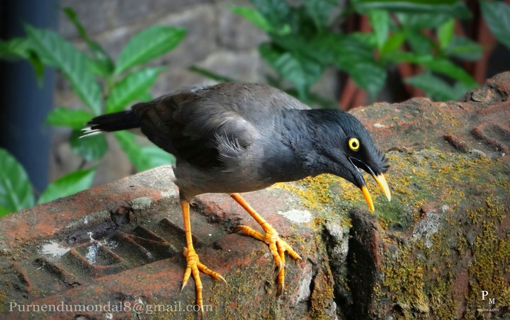 bird_outdoor