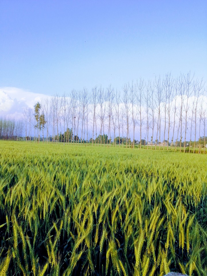 nature