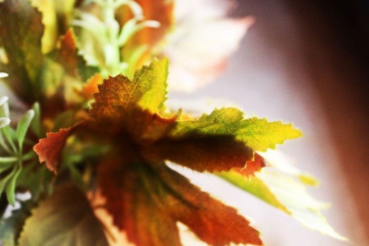 Autumn Leaves
