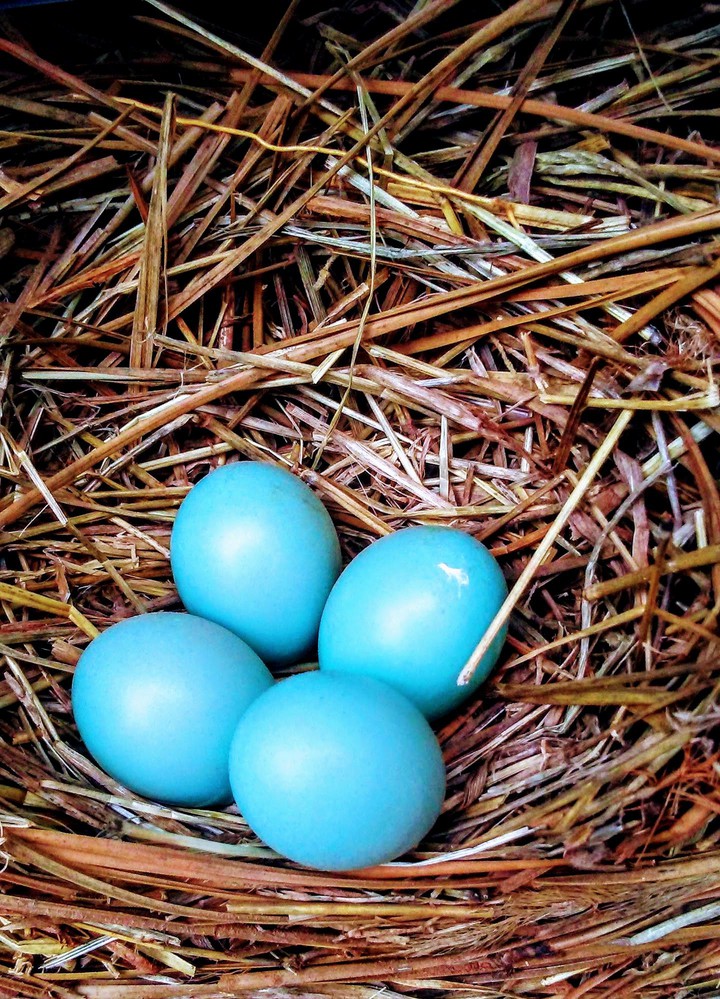 eggs