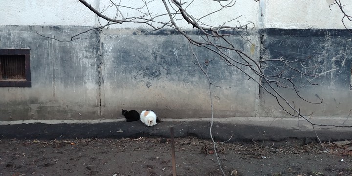 Cats