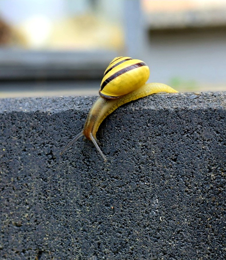 Snail...