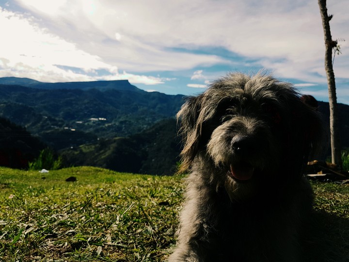 Dog