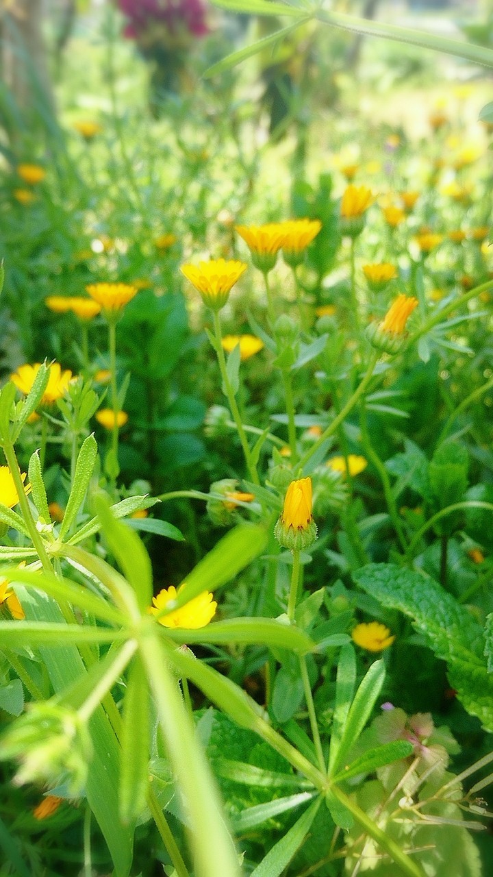 spring flowers