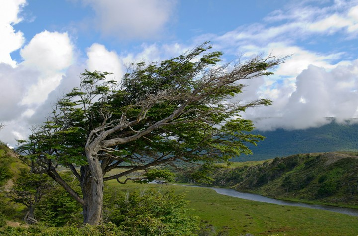 wind bent tree