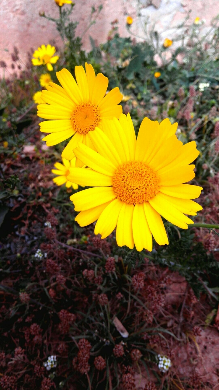 Fleurs ensoleillées