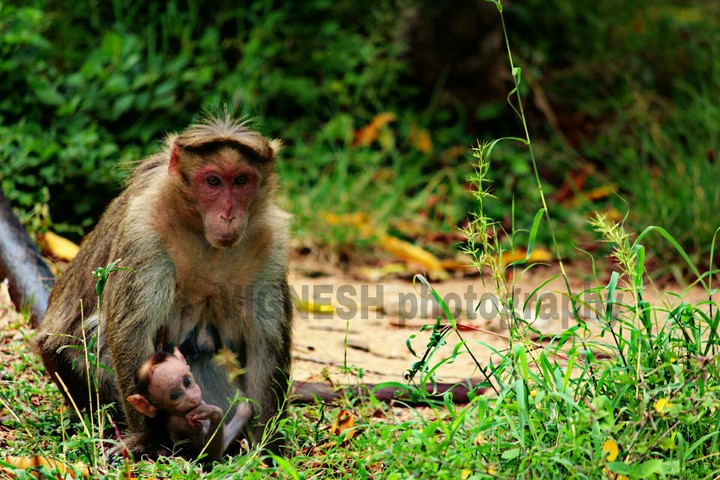 monkey