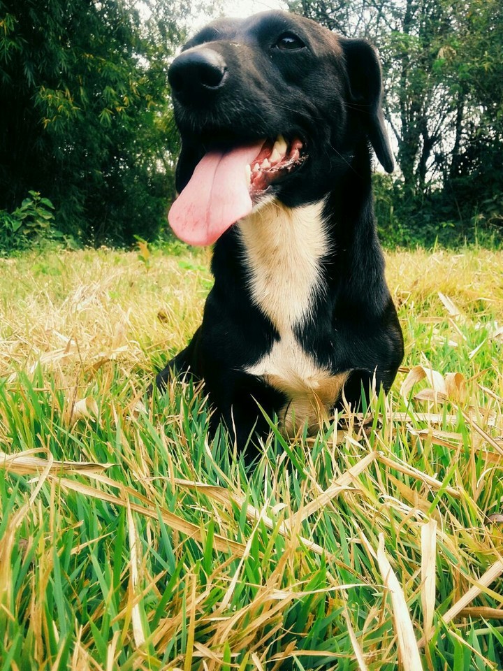 MY DOG