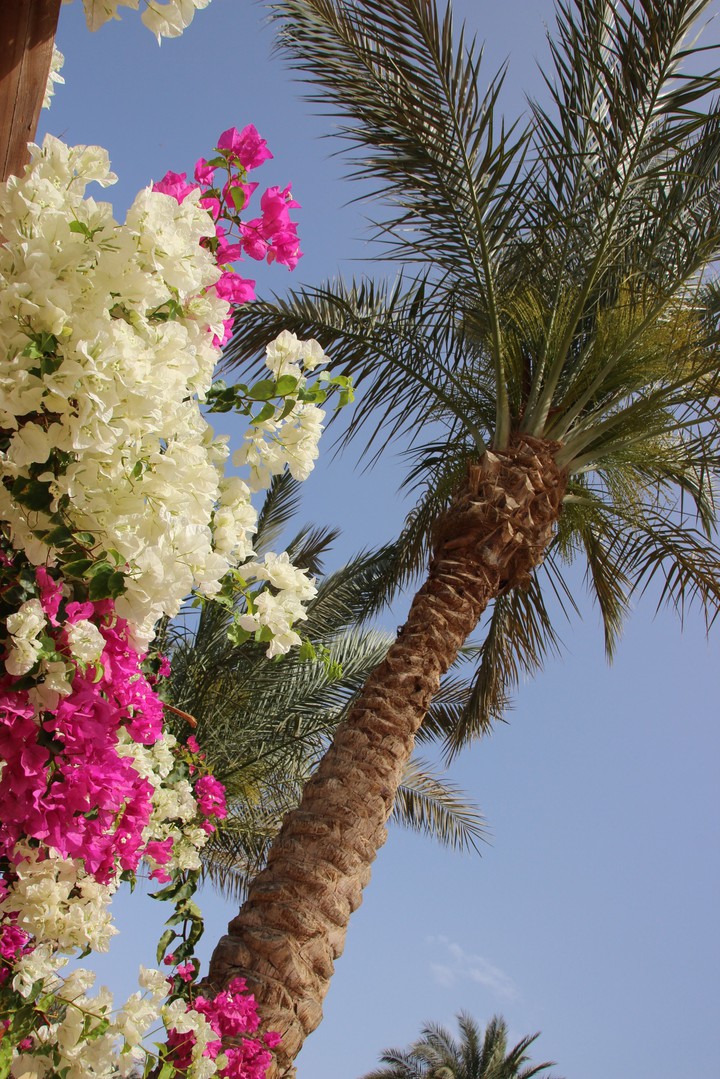 Blumen Impressionen