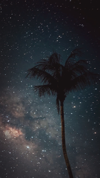 Palm