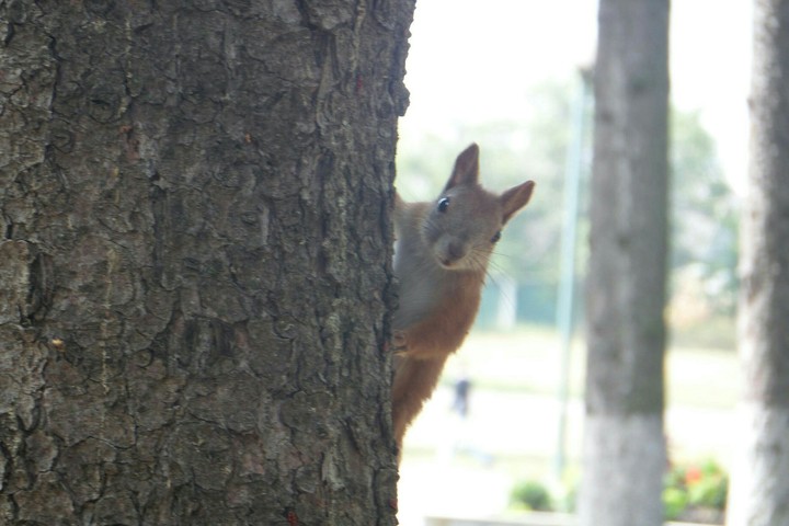 Squirrel