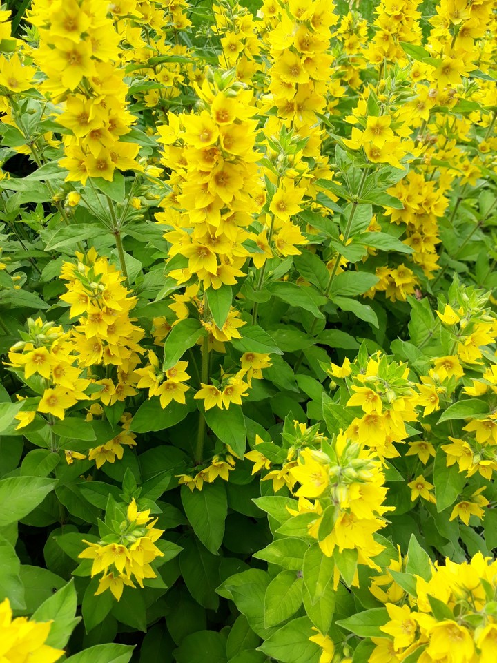 summer flowers