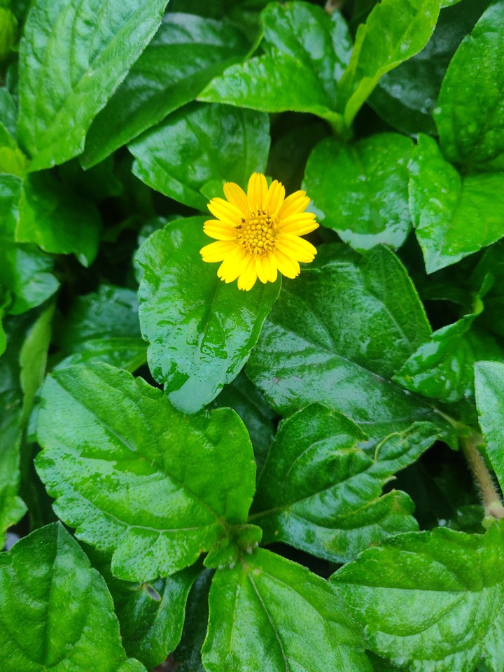#Green#Flower #HdWallpaper #Oneplus