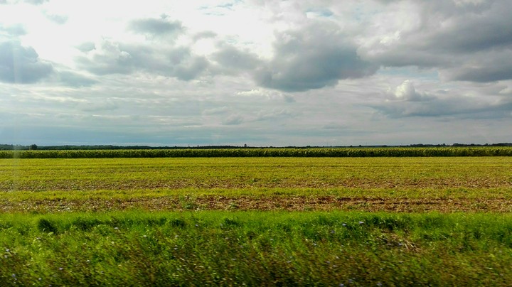 The field
