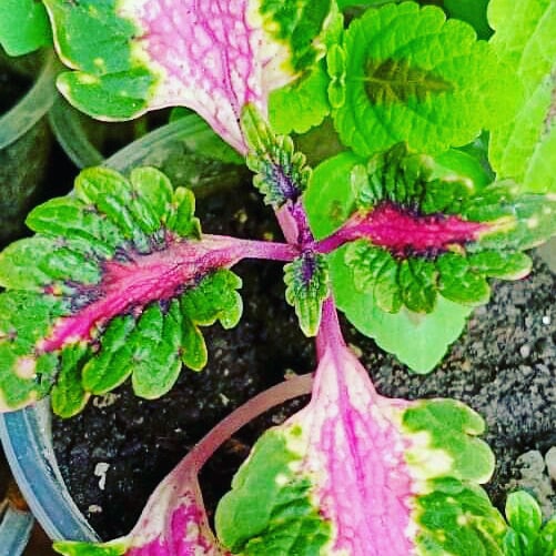 coleus
