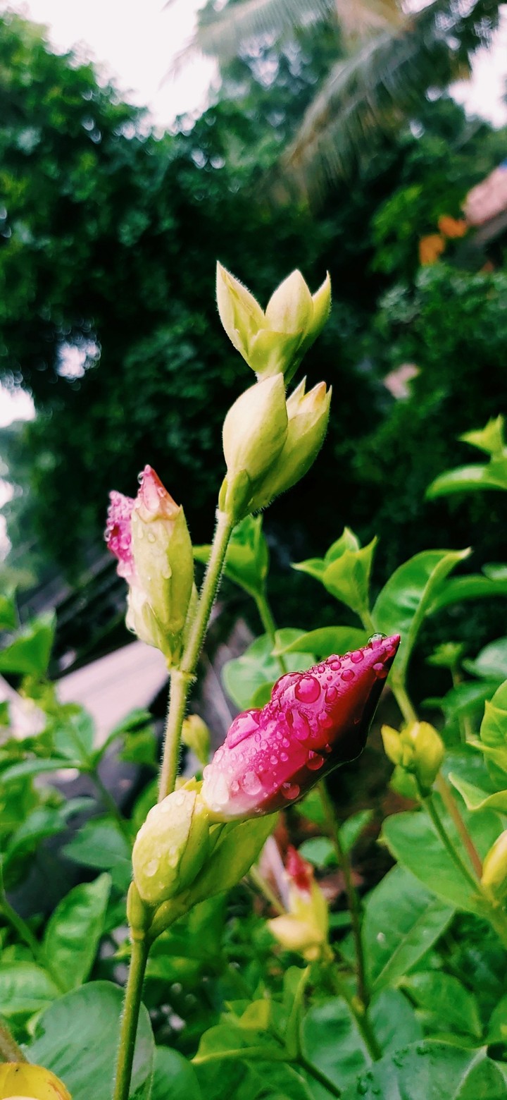 flower bud