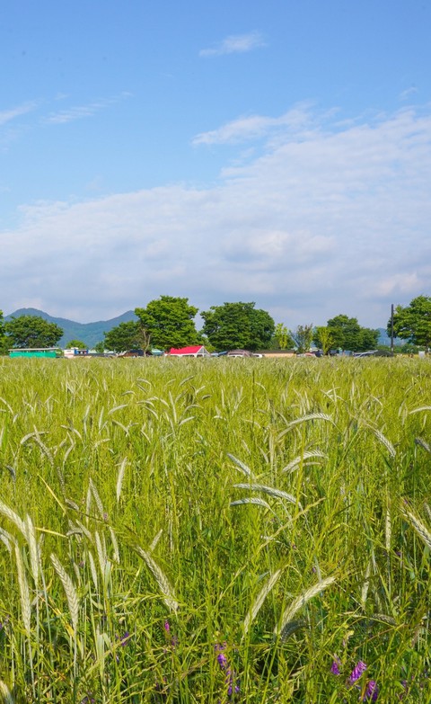 papéis de parede plant, agriculture