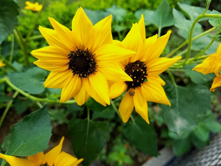 flower