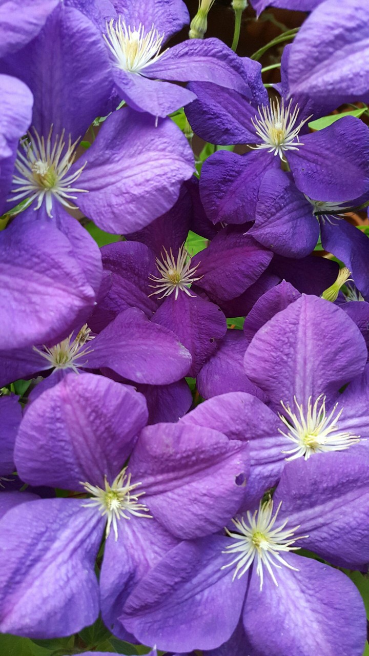 lovely flower