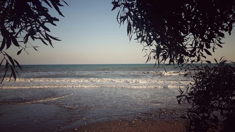 sea in the trees