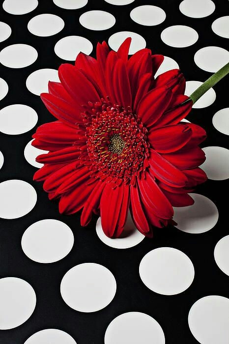 Red Flower