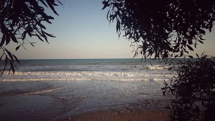sea in the trees