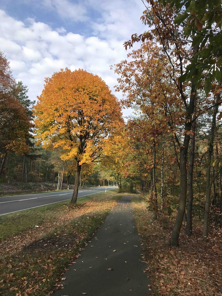 autumn to the cycle path