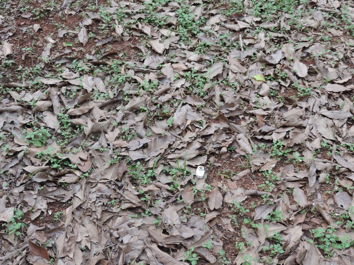 Dry leaves