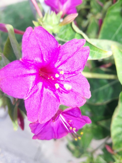flower