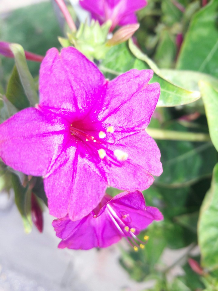 flower