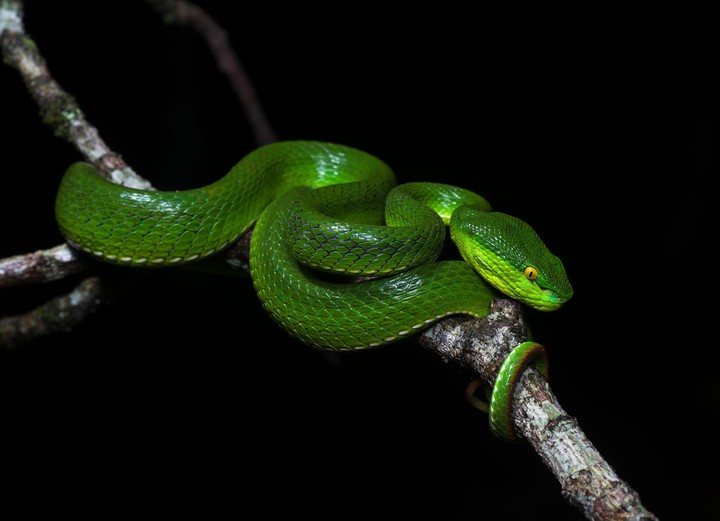 Green Snake
