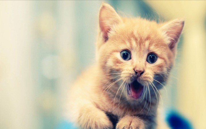 Kitty
